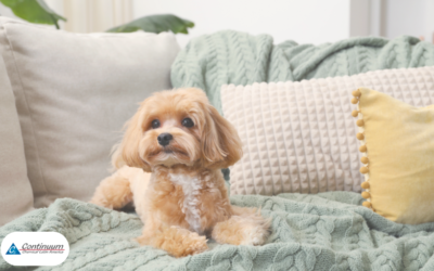 texxtyl-contra-odor-urina-pet-estofado